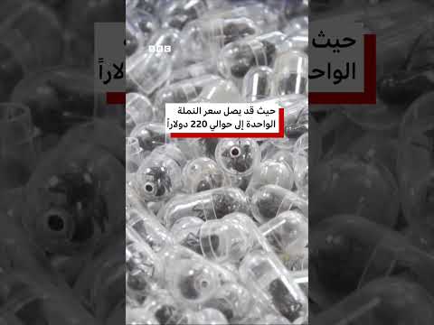 سجن رجل لتهريبه 2200 نملة حية في أمتعته