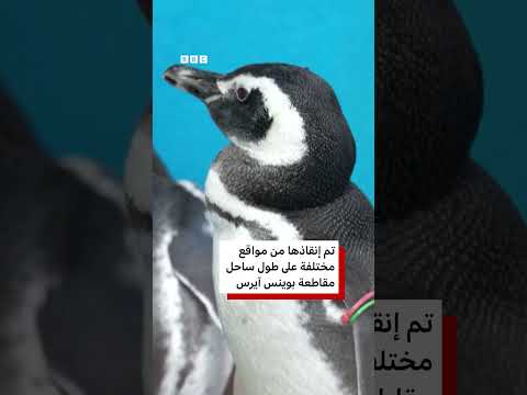 15 بطريقاً مُعاد تأهيلها تعود إلى البحر قبالة سواحل الأرجنتين