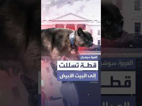 صوفي.. قطة تتسلل إلى البيت الأبيض وتشغل الصحفيين أثناء تغطياتهم