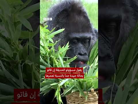 فاتو، أكبر غوريلا في العالم تحتفل بعيد ميلادها الـ68