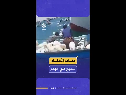 انقلاب سفينة شحن محملة بنحو “ألفي رأس" من الأغنام قبالة سواحل رأس العارة اليمنية