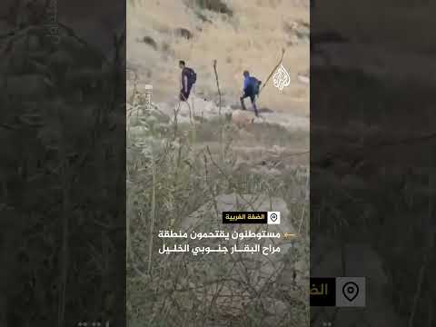 مستوطنون متطرفون يقتحمون منطقة مراح البقار جنوبي الخليل