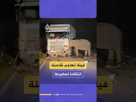 فيلة تهاجم شاحنة ضخمة دهست صغيرها بولاية بيراك في ماليزيا