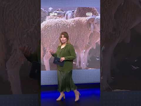 الجزائر تلجأ للقرعة لحصول الناس على الكباش الرومانية بسبب الطلب الكبير عليها لأضاحي العيد