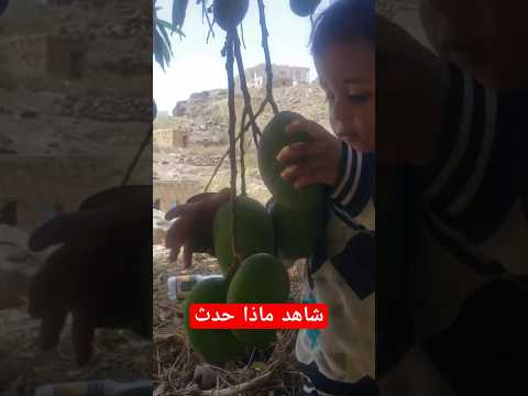 صدق او لا تصدق فهد قطف المانجو #shorts
