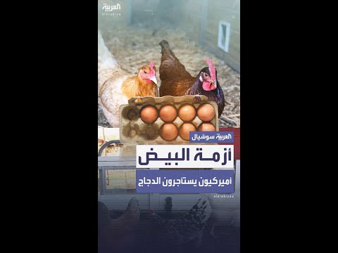 "أزمة البيض" تدفع الأميركيين لاستئجار الدجاج