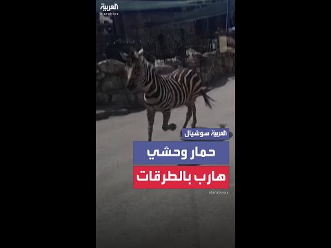 حمار وحشي يهرب من حظيرته بحديقة حيوانات في بلغراد ويصيب 3 أشخاص بجروح قبل الإمساك به وإعادته