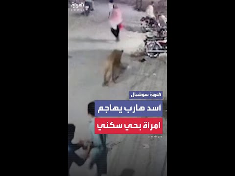 أسد هارب يهاجم امرأة وطفلين في حي سكني بمدينة لاهور الباكستانية