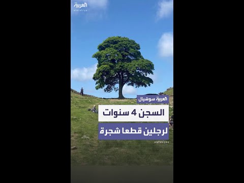 السجن أكثر من 4 أعوام لرجلين قطعا شجرة شهيرة في بريطانيا