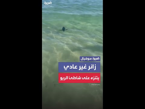طائر بطريق يضل الطريق ويفاجئ رواد شاطئ في ريو دي جانيرو