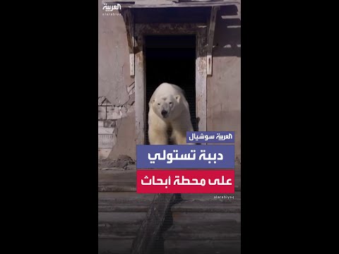 مشاهد لمجموعة من الدببة القطبية بعد استيلائها على محطة أبحاث سوفييتية مهجورة