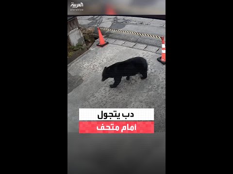دون تسجيل إصابات.. دب يتجول أمام مدخل متحف بلدة في أكيتا باليابان