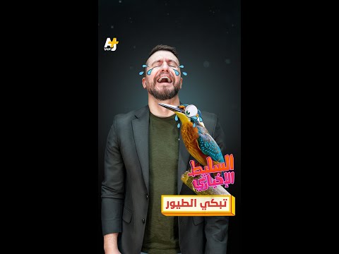 تبكي الطيور