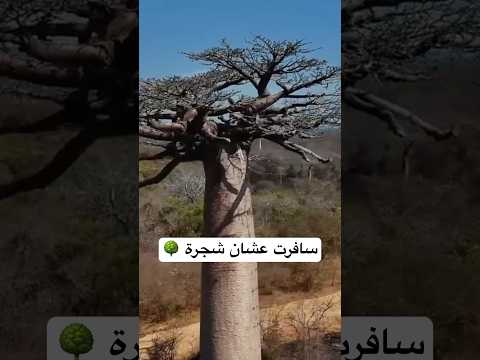 سافرت عشان شجرة لأول مرة بحياتي 🌴