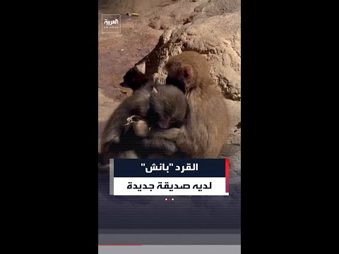 مشاهد جديدة للقرد الياباني الشهير "بانش" وهو يتفاعل مع أنثى من فصيلة المكاك