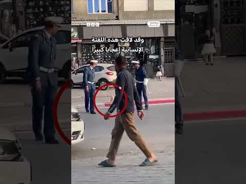 شرطيان يوقفان المرور لإنقاذ قطة بالجزائر
