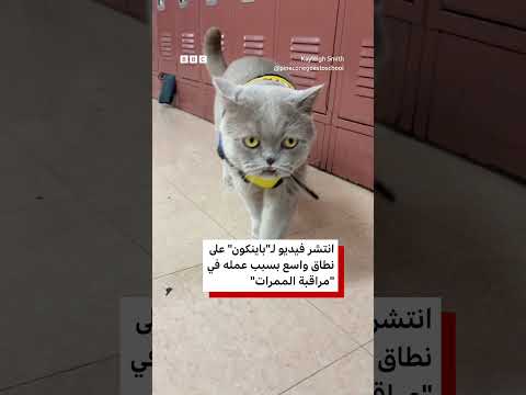قط المعالج يجوب ممرات المدرسة لرفع معنويات الطلاب