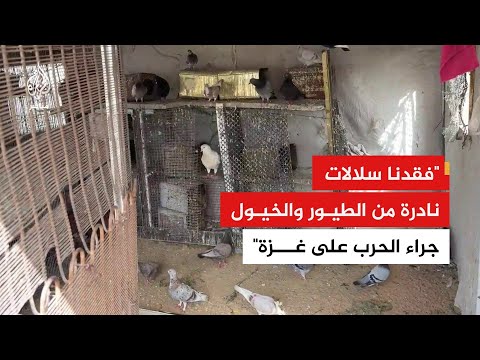 مربو الطيور في غزة يشتكون من نقص الأعلاف وأدوية الحيوانات بسبب ظروف الحرب