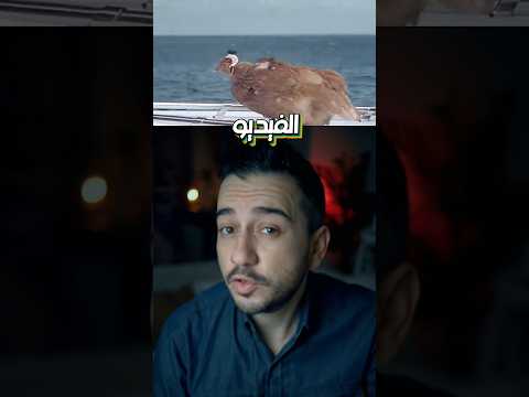 رأس الدجاج متزن أكثر من أغلي مثبت كاميرا؟