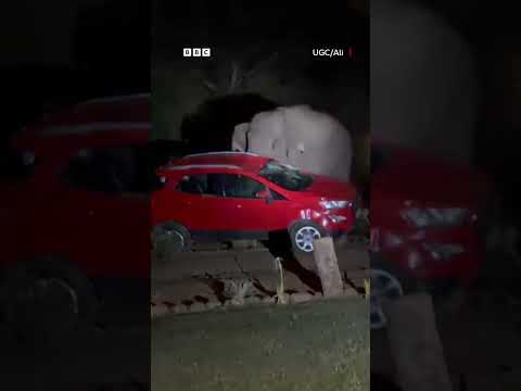 شاهد.. فيل بري يقلب سيارة بحثاً عن ثمار المانجو
