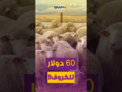 60 دولار للخروف في جارة المغرب و800 في السويد ! حقائق الأسعار على الخرائط