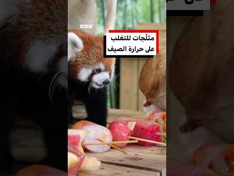 مثلجات لضمان راحة الحيوانات خلال فصل الصيف
