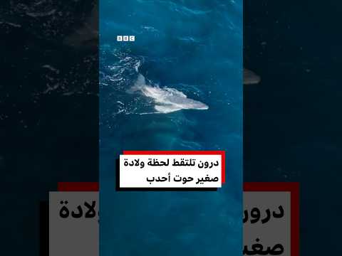 شاهد… لقطات نادرة التقطتها طائرة بدون طيار توثّق ولادة صغير حوت أحدب