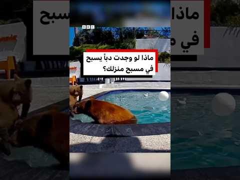 ماذا تفعل لو وجدت دبا في مسبحك؟
