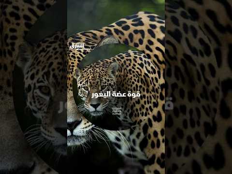 قوة عضة اليغور
