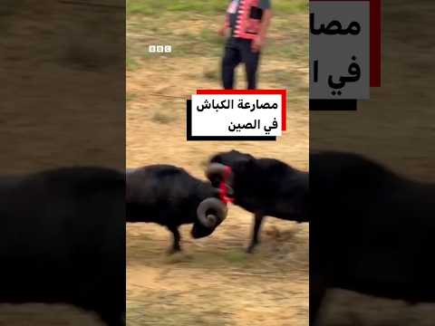 مسابقة مصارعة الكباش في الصين
