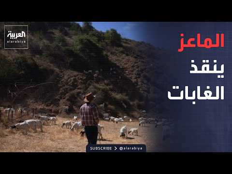 أخبار الصباح | بدلًا من الطائرات.. دولة أوروبية تحارب النيران بجيش من الماعز