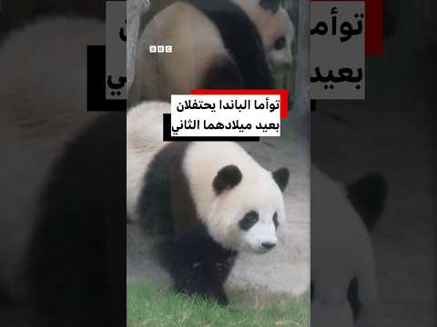 توأما الباندا يحتفلان بعيد ميلادهما الثاني