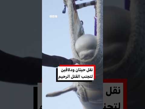 نقل حيتان بيضاء ودلافين من محمية بحرية مغلقة لتجنب القتل الرحيم