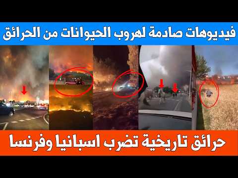 لحظات مرعبة: حرائق إسبانيا وفرنسا تحرق كل شيء.. هروب جماعي للحيوانات من الغابات وإجلاء عاجل للسكان