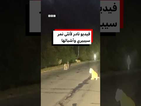 فيديو نادر يُظهر أنثى نمر سيبيري تقود أربعة أشبال في شمال شرق الصين