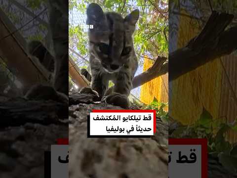 الرئيس التنفيذي لمجلس الأزياء الأمريكي يستقيل بعد اعتدائه على محتجين خلال عرض أزياء