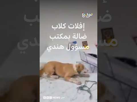 كلاب ضالة بمكتب مسؤول هندي.. احتجاج غير تقليدي